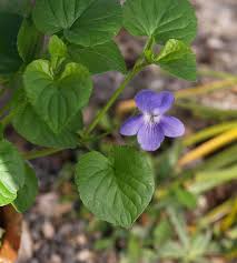Attēlu rezultāti vaicājumam “Viola uliginosa leaf”