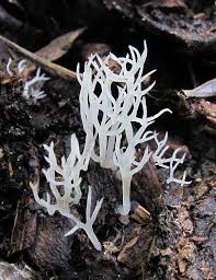 Attēlu rezultāti vaicājumam “Lentaria epichnoa”