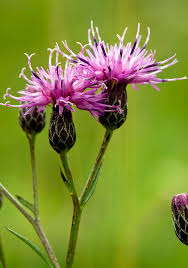 Attēlu rezultāti vaicājumam “Serratula tinctoria flower”