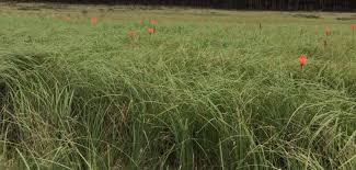 Attēlu rezultāti vaicājumam “Carex acutiformis”