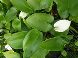 Attēlu rezultāti vaicājumam “Calla palustris flower”