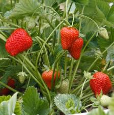 Attēlu rezultāti vaicājumam “Fragaria x ananassa”