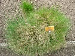 Attēlu rezultāti vaicājumam “Nardus stricta”