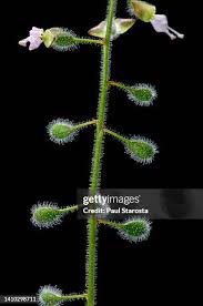 Attēlu rezultāti vaicājumam “Circaea lutetiana fruit”
