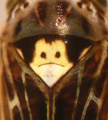 Attēlu rezultāti vaicājumam “Lamprotettix nitidulus”