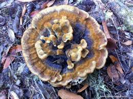 Attēlu rezultāti vaicājumam “Phaeolus schweinitzii”