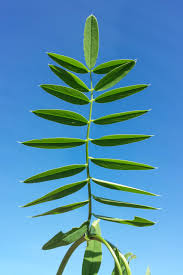 Attēlu rezultāti vaicājumam “Galega orientalis leaf”