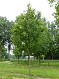 Attēlu rezultāti vaicājumam “Quercus robur”