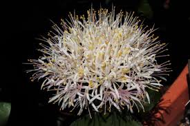 Attēlu rezultāti vaicājumam “Betula humilis male flower”