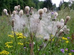 Attēlu rezultāti vaicājumam “Cirsium arvense fruit”