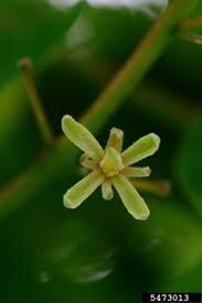 Attēlu rezultāti vaicājumam “Gymnocladus dioicus flower”