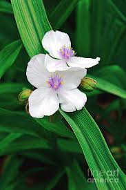 Attēlu rezultāti vaicājumam “Tradescantia virginiana flower”