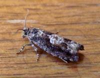 Attēlu rezultāti vaicājumam “Epinotia immundana”