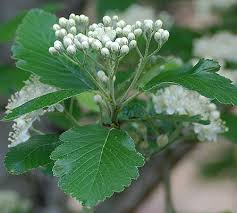 Attēlu rezultāti vaicājumam “Sorbus aria”