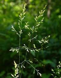 Attēlu rezultāti vaicājumam “Poa nemoralis leaf”