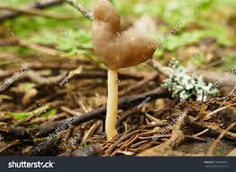 Attēlu rezultāti vaicājumam “Helvella elastica”