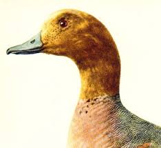 Attēlu rezultāti vaicājumam “Anas penelope”
