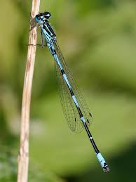 Attēlu rezultāti vaicājumam “Coenagrion pulchellum”