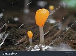 Attēlu rezultāti vaicājumam “Mitrula paludosa”