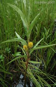 Attēlu rezultāti vaicājumam “Lysimachia thyrsiflora”