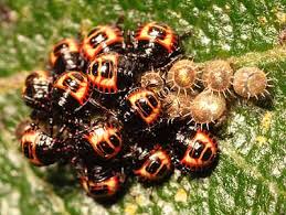 Attēlu rezultāti vaicājumam “Troilus luridus”