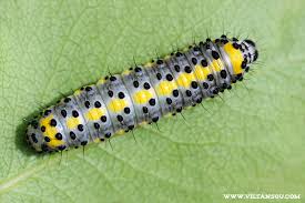 Attēlu rezultāti vaicājumam “Diloba caeruleocephala”