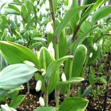 Attēlu rezultāti vaicājumam “Polygonatum odoratum bud”