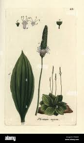 Attēlu rezultāti vaicājumam “Plantago media leaf”
