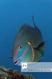 Image result for Sparisoma aurofrenatum