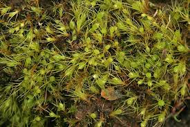 Attēlu rezultāti vaicājumam “Pleuridium subulatum”