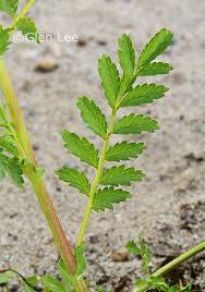 Attēlu rezultāti vaicājumam “Potentilla supina”