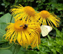 Attēlu rezultāti vaicājumam “Telekia speciosa bud”