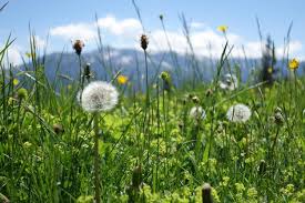 Attēlu rezultāti vaicājumam “Eriophorum latifolium leaf”