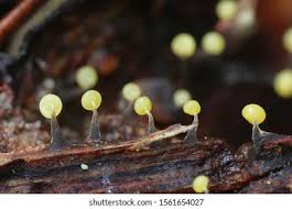 Attēlu rezultāti vaicājumam “Physarum viride var. aurantium”