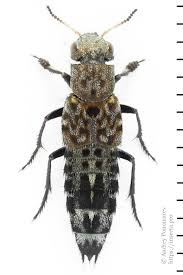 Attēlu rezultāti vaicājumam “Ontholestes murinus”