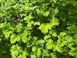 Attēlu rezultāti vaicājumam “Ribes alpinum leaf”