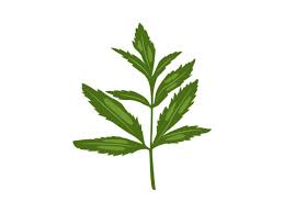 Attēlu rezultāti vaicājumam “Cicuta virosa”