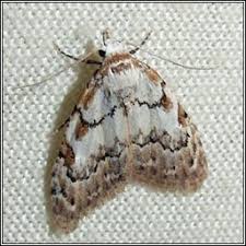 Attēlu rezultāti vaicājumam “Nola confusalis”