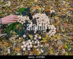 Attēlu rezultāti vaicājumam “Lycoperdon pyriforme young”