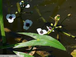 Attēlu rezultāti vaicājumam “Sagittaria sagittifolia leaf”