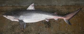 Image result for Galeocerdo cuvier