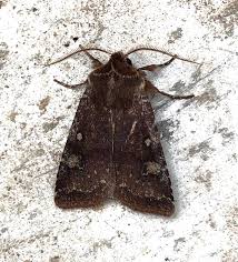 Attēlu rezultāti vaicājumam “Cerastis leucographa”