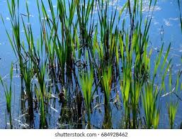 Attēlu rezultāti vaicājumam “Typha latifolia leaf”