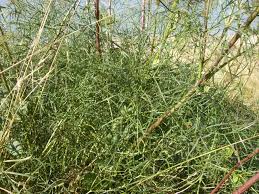 Attēlu rezultāti vaicājumam “Peucedanum palustre fruit”