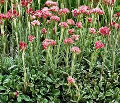 Attēlu rezultāti vaicājumam “Oenothera rubricauli flower”