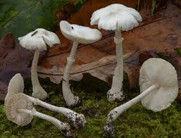 Attēlu rezultāti vaicājumam “Calocera glossoides”