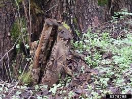 Attēlu rezultāti vaicājumam “Stereum rugosum”