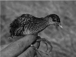 Image result for Porzana pusilla