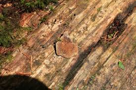 Attēlu rezultāti vaicājumam “Phellinus chrysoloma”