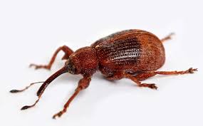 Attēlu rezultāti vaicājumam “Anthonomus phyllocola”